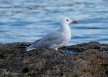 Audouin's Gull.jpg