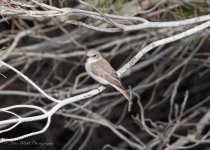 Mediterranean Flycatcher 01.jpg