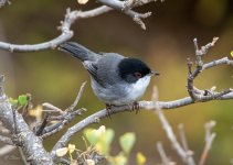 Sardinian Warbler 01.jpg