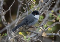 Sardinian Warbler.jpg