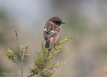 Stonechat 01.jpg