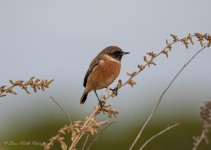 Stonechat.jpg