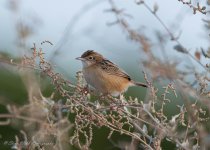 Zitting Cisticola.jpg