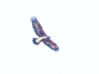 Steppe Eagle.jpg