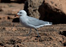 Audouin's Gull.jpg