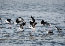 Black-winged Stilt 02.jpg