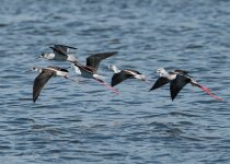 Black-winged Stilt.jpg