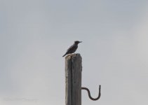 Blue Rock Thrush.jpg