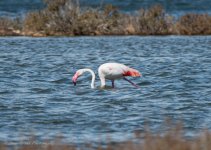 Greater Flamingo 01.jpg