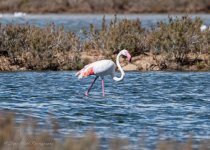 Greater Flamingo.jpg