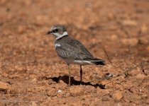 Little Ringed Plover 01.jpg