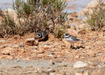 Little Ringed Plover.jpg