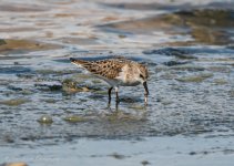 Little Stint 05.jpg