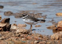 Ringed Plover.jpg