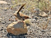 Rufous-eared Warbler.jpg