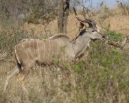 Antelope - Greater Kudu - South Africa Kruger NP - 22Sep11 - 04-4892 orig.jpg