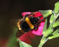 Arctic bumblebee.jpg