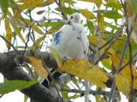 1.1 (Barbary dove).JPG