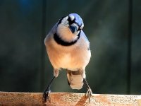 Blue Jay 2.jpg