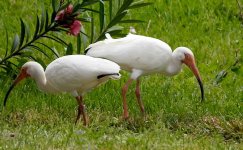 White Ibis 34.jpg