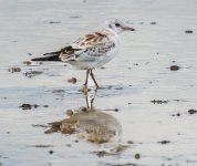 Little Stint.jpg