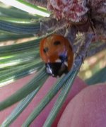 7-spot ladybird ex IMG_20309_edited.jpg