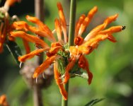 Flower - South Africa Cape Town - Kirstenbosch Botanical Gardens - 22Sep21 - 14-8841 orig.jpg