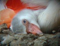 flamingo chick sony DSC01155.jpg