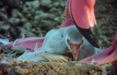 flamingo chick sony DSC01129.jpg