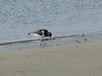 L1230154_Oystercatcher.jpg