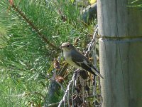 L1240160_Pied Flycatcher.jpg