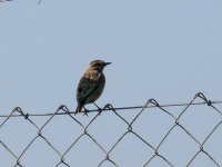 L1240198_Whinchat.jpg