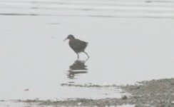 water rail.JPG