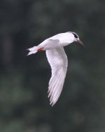 2.Forster'sTern.JPG