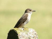 2 Spotted Fly Wheating 230708.jpg