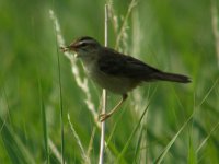 12 SEDGE WARBLER CLEY 260708.jpg