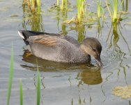 Gadwall.jpg