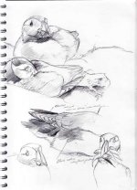 skomer-sketches003.jpg