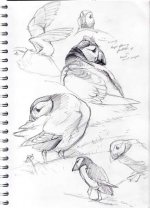 skomer-sketches004.jpg