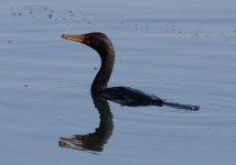 1.DoubleCrestedCormorant.JPG