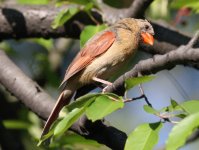 4.NorthernCardinal.JPG