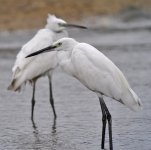 little egret.D90 sw30x iso200 20mm lens crop_DSC0155.jpg