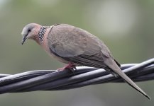 spotted dove.D90 sw45x iso200 20mm lens_DSC0350.jpg