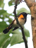 1.AmericanRedstart.jpg