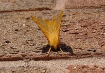 moth-6.jpg