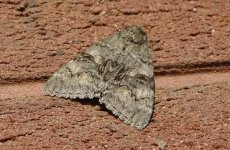 moth-7.jpg