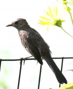 3.GrayCatbird.JPG