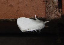 moth-9.jpg