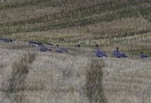 Pink Footed geese in the back field.jpg