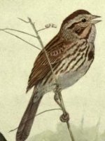 Song sparrow.jpg